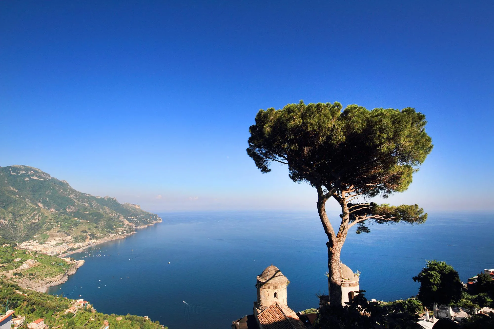 Tree growing by sea against clear blue sky